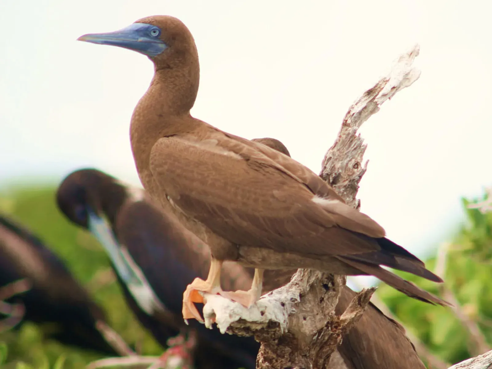 Discover Barbuda by Sea