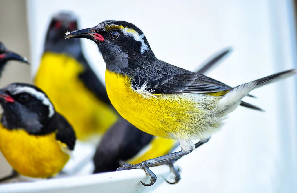 Frigate birds in Barbuda sanctuary